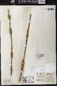 Cuscuta glomerata image