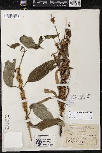 Cuscuta glomerata image