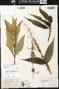 Cuscuta glomerata image