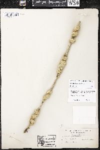 Cuscuta glomerata image