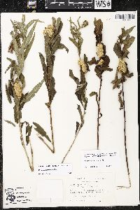 Cuscuta glomerata image