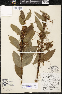 Cuscuta gronovii var. gronovii image