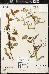 Cuscuta gronovii image