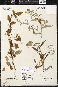 Cuscuta gronovii var. gronovii image