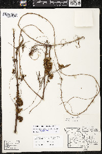 Cuscuta gronovii var. gronovii image