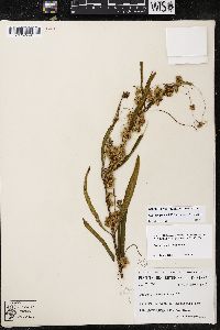 Cuscuta gronovii image