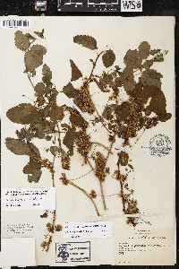 Cuscuta gronovii image