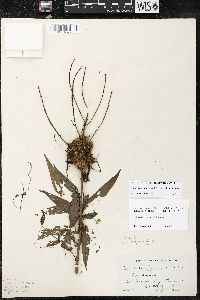 Cuscuta gronovii image