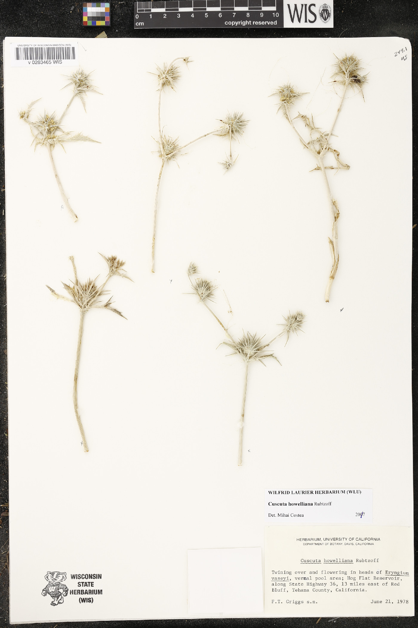 Cuscuta howelliana image