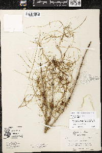 Cuscuta indecora image