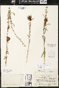 Cuscuta indecora image