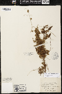 Cuscuta indecora image