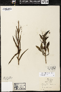 Cuscuta indecora image