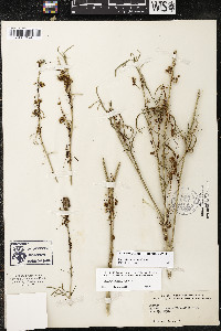 Cuscuta indecora image