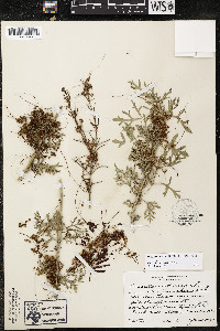 Cuscuta indecora image