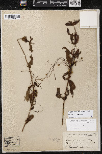 Cuscuta coryli image