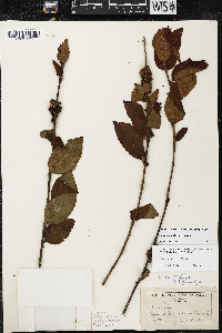 Cuscuta coryli image