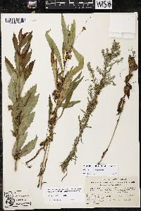 Cuscuta coryli image