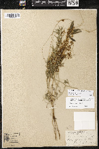 Cuscuta indecora image