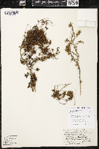 Cuscuta indecora image