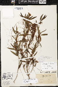 Cuscuta indecora image