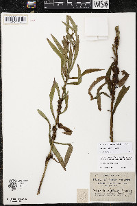 Cuscuta coryli image