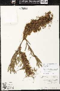 Cuscuta indecora image