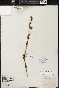 Cuscuta coryli image