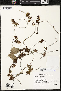 Cuscuta japonica image