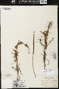 Cuscuta pentagona image