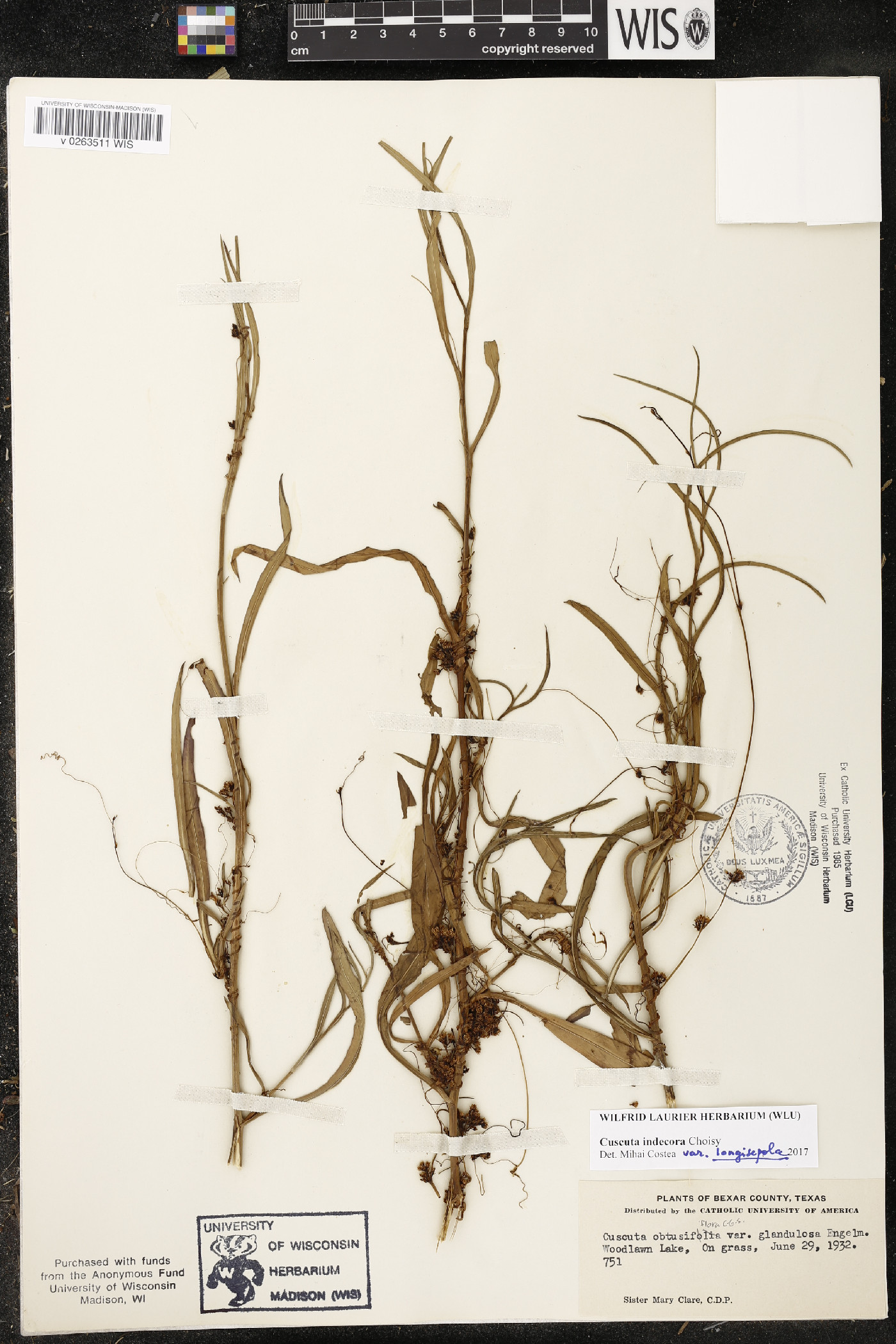 Cuscuta indecora var. longisepala image