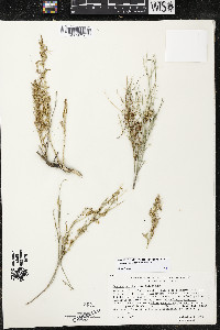 Cuscuta californica image