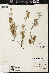 Cuscuta californica image