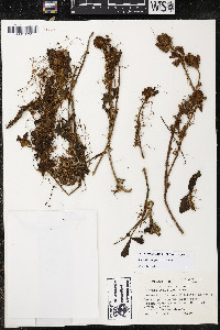 Cuscuta campestris image