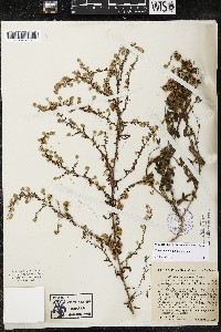 Cuscuta pentagona image