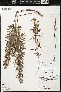 Cuscuta pentagona image