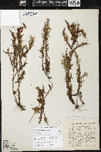 Cuscuta pentagona image