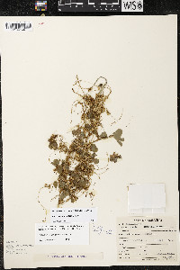 Cuscuta campestris image