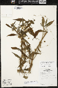 Cuscuta polygonorum image