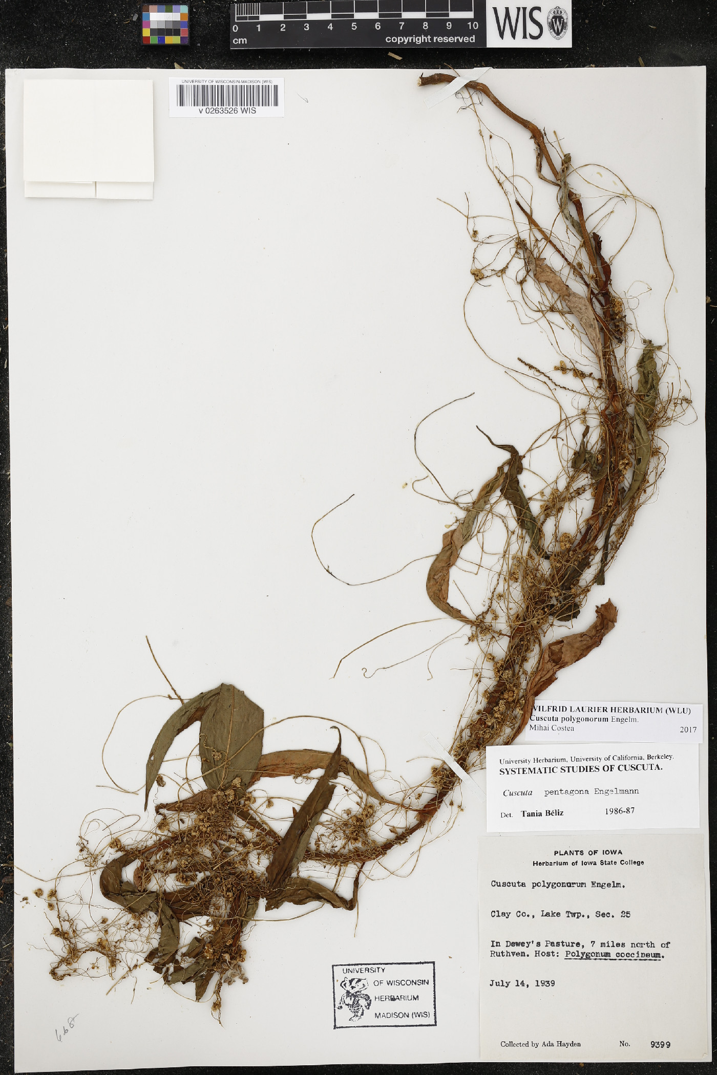 Cuscuta polygonorum image