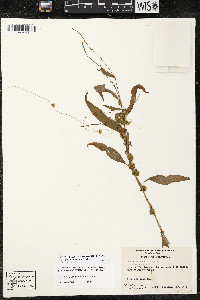 Cuscuta polygonorum image