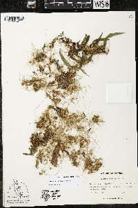 Cuscuta pentagona image