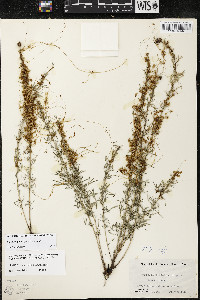 Cuscuta pentagona image