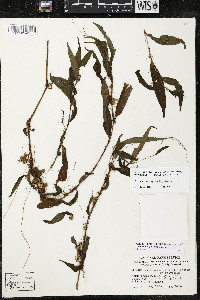 Cuscuta polygonorum image