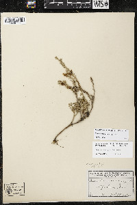 Cuscuta pentagona image