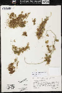 Cuscuta campestris image