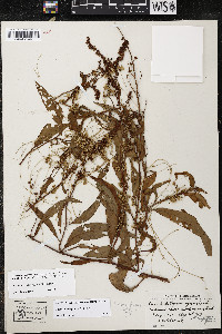 Cuscuta campestris image