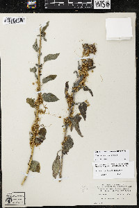 Cuscuta pentagona image