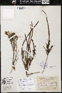 Cuscuta campestris image