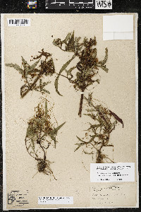 Cuscuta polygonorum image